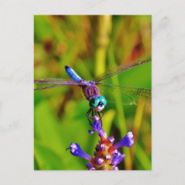 Aquamarin Rainbow Dragonfly Postkarte