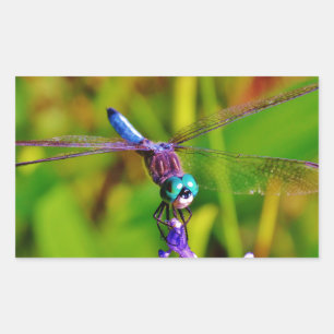 Aquamarin Rainbow Dragonfly Rechteckiger Aufkleber
