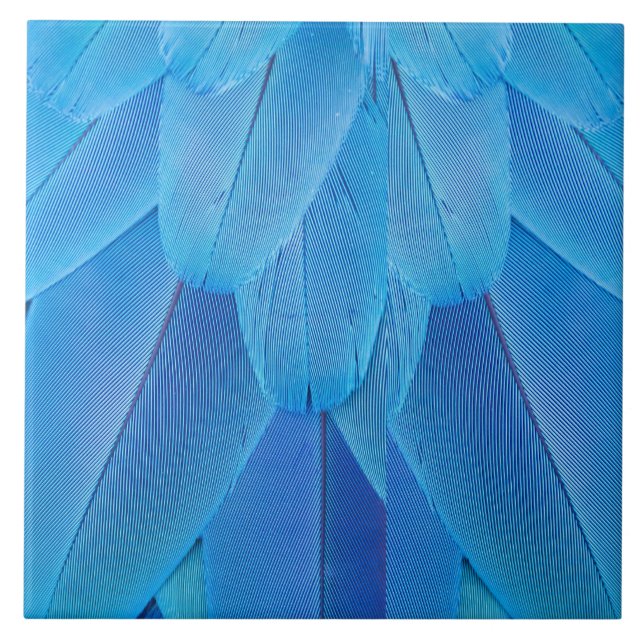 Aquamarine blaue Federn des Macaw Parrot Fliese (Vorderseite)