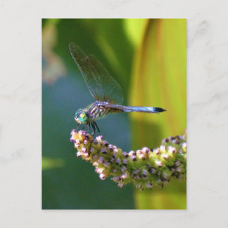Aquamarine mit Augen Libelle Postkarte