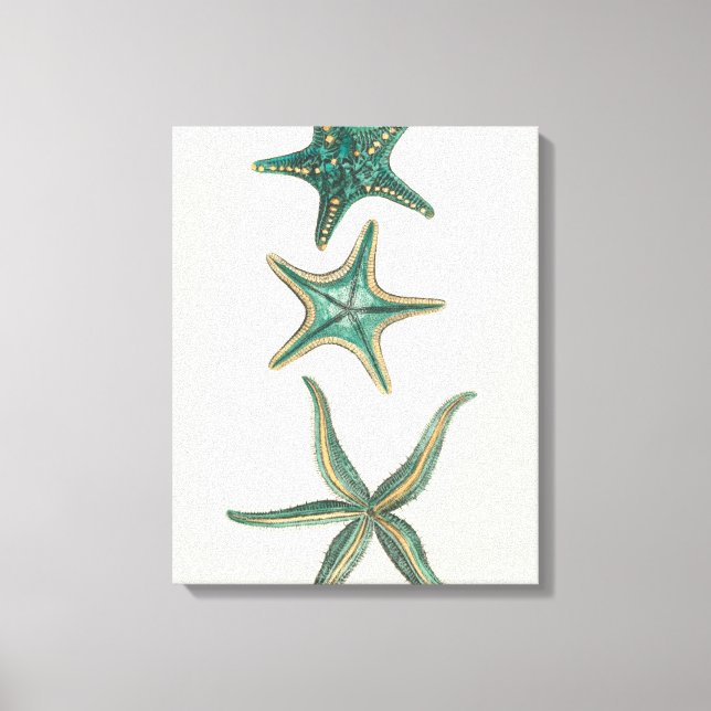 Aquamarine Triple Starfish Leinwanddruck (Vorderseite)