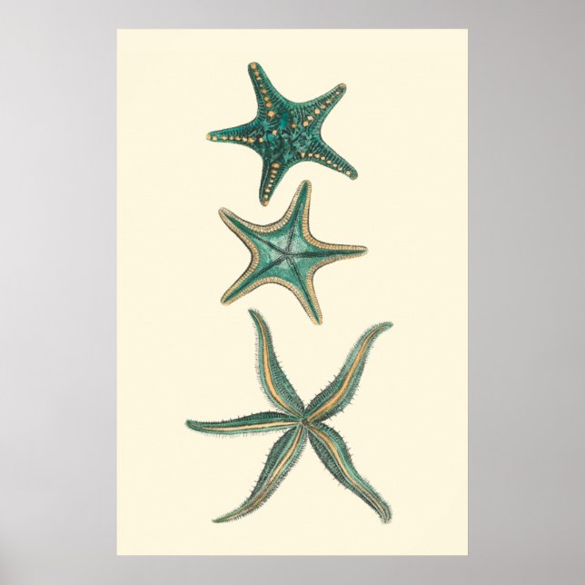 Aquamarine Triple Starfish Poster (Vorne)