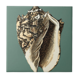 Aquamarine Tritonshorn-Muschel Fliese