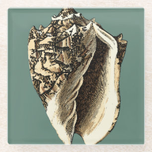 Aquamarine Tritonshorn-Muschel Glasuntersetzer