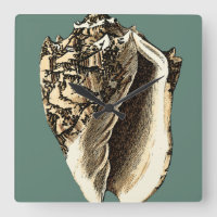 Aquamarine Tritonshorn-Muschel