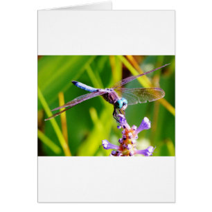 Aquamarine und lila Libelle