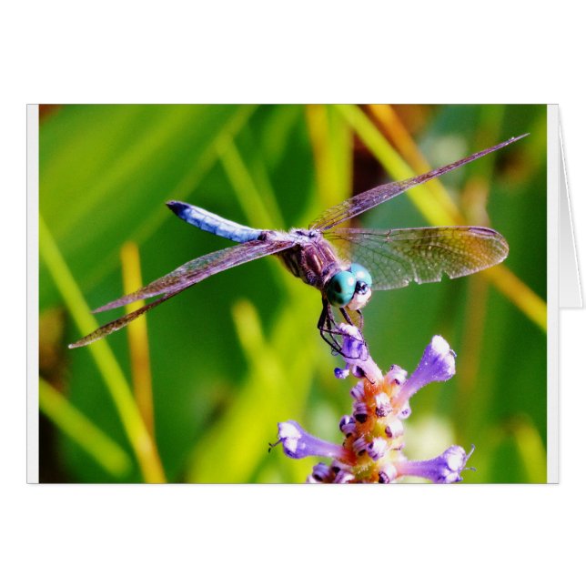 Aquamarine und lila Libelle (Vorderseite (Horizontal))