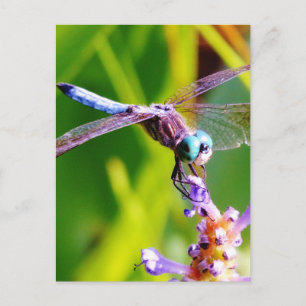 Aquamarine und lila Libelle Postkarte