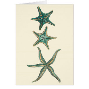 Aquamarinedreifache Starfish