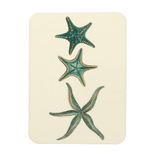 Aquamarinedreifache Starfish Magnet