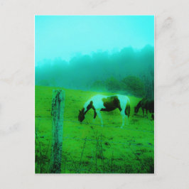 Aquamariner Nebel Reto gefärbte Pony Horse Postkarte