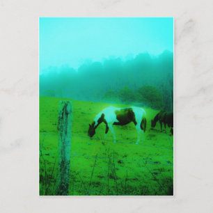 Aquamariner Nebel Reto gefärbte Pony Horse Postkarte