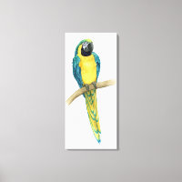 Aquamarines Macaw