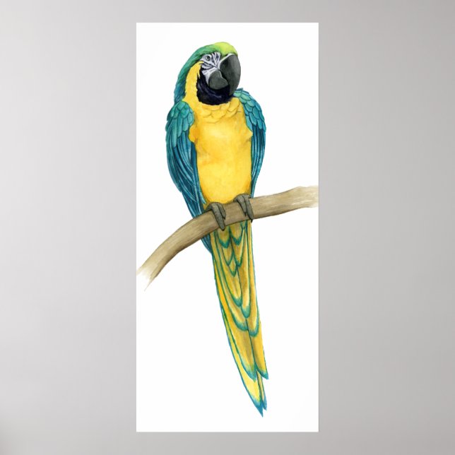 Aquamarines Macaw Poster (Vorne)
