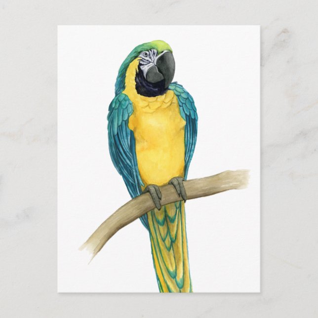Aquamarines Macaw Postkarte (Vorderseite)