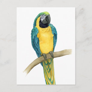 Aquamarines Macaw Postkarte