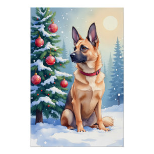 Aquarell Belgischer Malinois Immergrün Weihnachten Poster
