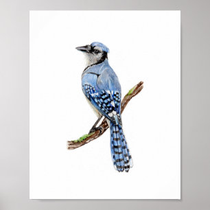Aquarell Blauhäher-Vogelmalerei Poster