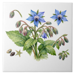 Aquarell-Borretsch-Kräuterblumen und Blätter Fliese