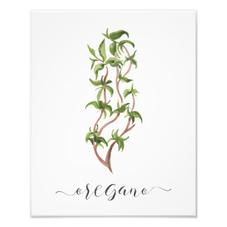 Aquarell-Botanik-Kräuterdruck Oregano Fotodruck