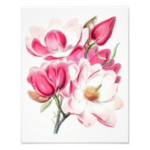 Aquarell Botanische Rosa Magnolienblüten Fotodruck