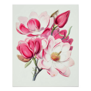 Aquarell Botanische Rosa Magnolienblüten Poster