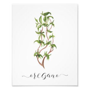 Aquarell-botanisches Kraut-Druck-Oregano Fotodruck