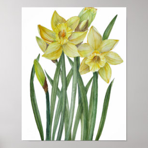 Aquarell-Gelb-Narzissen-Botanische-Illustration Poster