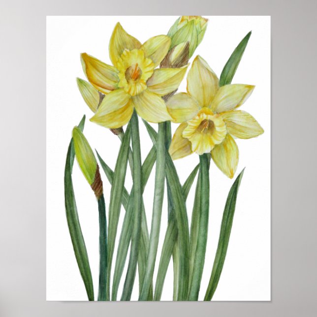 Aquarell-Gelb-Narzissen-Botanische-Illustration Poster (Vorne)