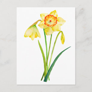Aquarell Gelbe Daffodien Frühlingsblumen Postkarte