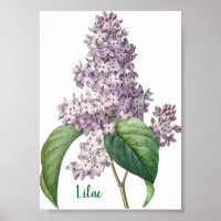 Aquarell-Lavendel-Flieder-Illustration