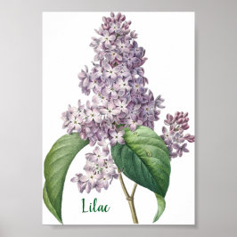 Aquarell-Lavendel-Flieder-Illustration Poster