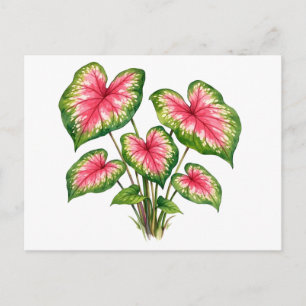 Aquarell Lebendige Pinke Caladium Pflanze Postkarte