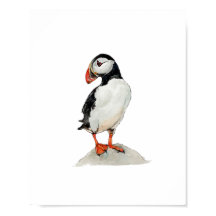 Aquarell-Papageientaucher-Vogelmalerei
