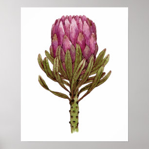 Aquarell Protea Blume Pflanze Illustration Poster