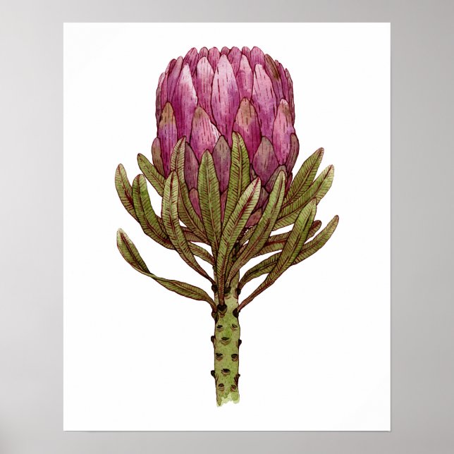Aquarell Protea Blume Pflanze Illustration Poster (Vorne)