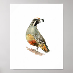 Aquarell-Rebhuhn-Vogelmalerei Poster