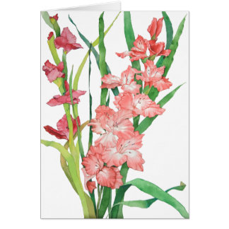Aquarell rosa Gladiolas