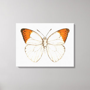 Aquarell Schmetterling, großer orangefarbener Spit Leinwanddruck