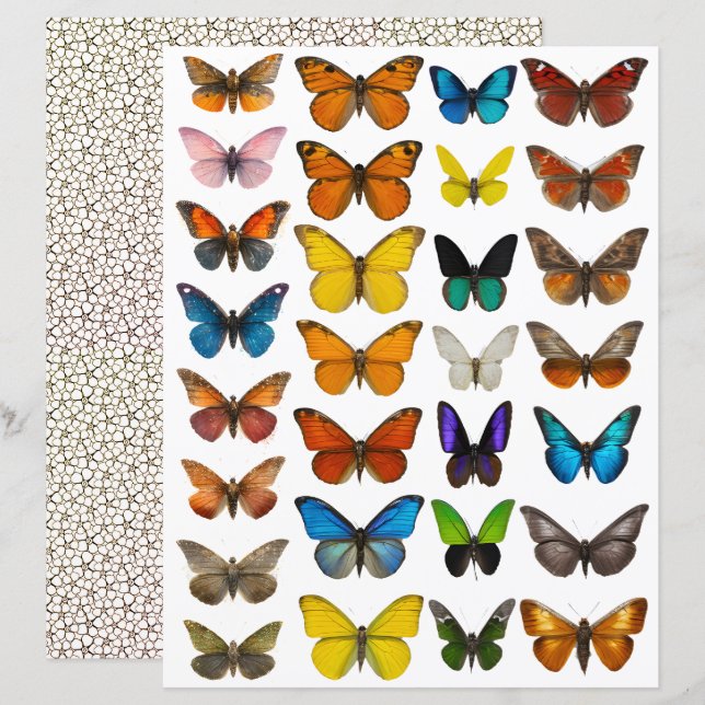 Aquarell-Schmetterling-Set für fusseligen Schnitt (Vorne/Hinten)