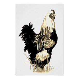 Aquarell Schwarz Weiß Hahn Huhn Bauernhof Vogel Poster