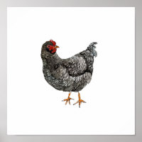 Aquarell Schwarz-weiß Huhn Vogelmalerei