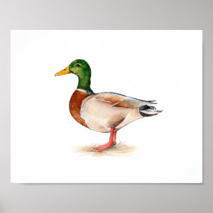 Aquarell Stockenten-Vogelmalerei Poster