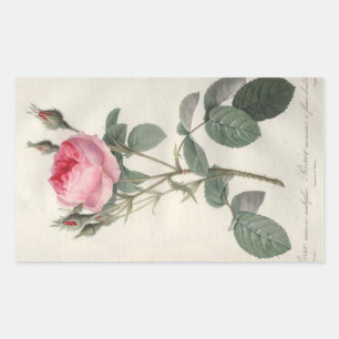Aquarellbild mit blassen, rosafarbenen Vintage-Ros Rechteckiger Aufkleber