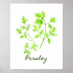 Aquarellbild Parsley Illustration Poster