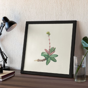 Aquarellfarben Antikes botanisches Plakat