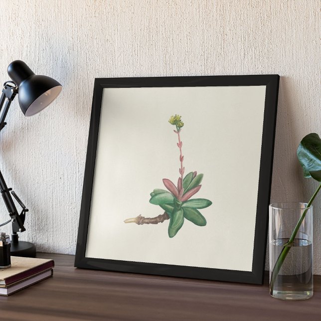 Aquarellfarben Antikes botanisches Plakat (Watercolor Antique Botanical Cactus Print Poster)