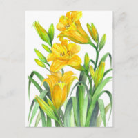 Aquarellgelber Tag Lilies Blumenbilder