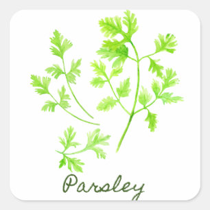 Aquarellherb Parsley Illustration Quadratischer Aufkleber