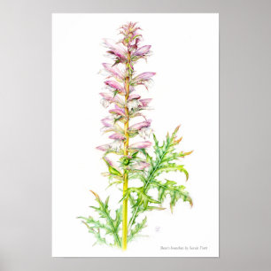 Aquarellkunst mollis Acanthus die Hinterteile des Poster